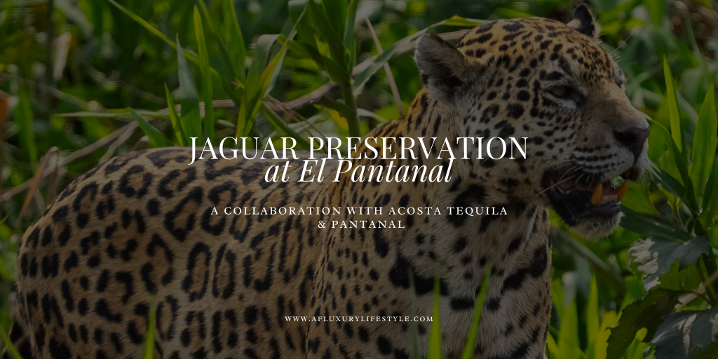 Jaguar Preservation Collaboration