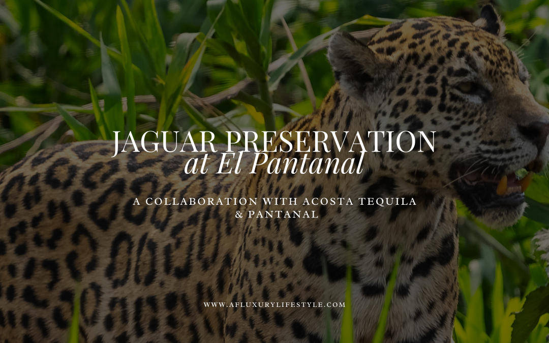 Jaguar Preservation: The Great Effort of Acosta Tequila